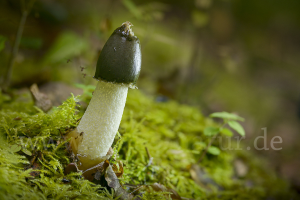 Gemeine Stinkmorchel (Phallus impudicus)