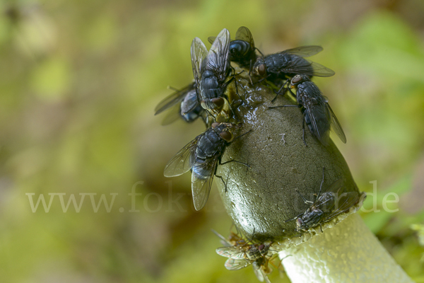 Gemeine Stinkmorchel (Phallus impudicus)