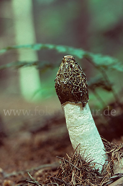 Gemeine Stinkmorchel (Phallus impudicus)