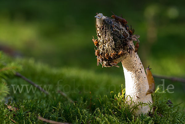 Gemeine Stinkmorchel (Phallus impudicus)