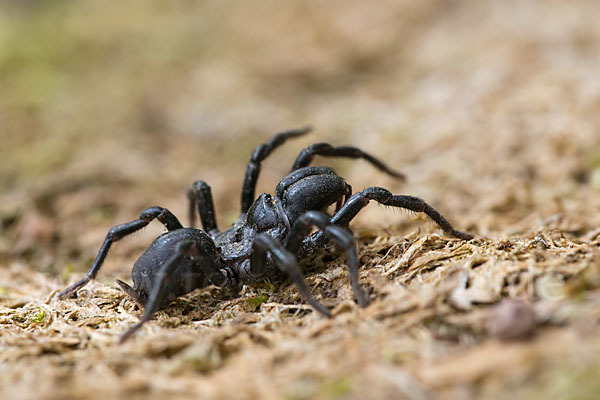 Gemeine Tapezierspinne (Atypus  affinis)