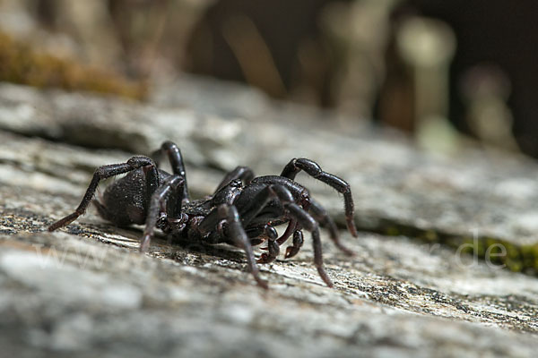 Gemeine Tapezierspinne (Atypus  affinis)