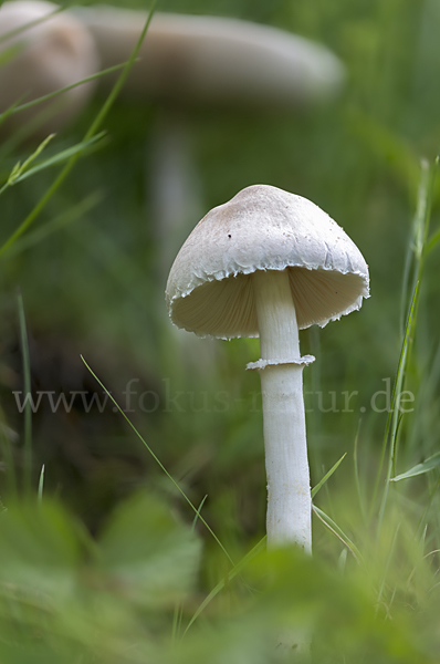 Gemeiner Egerlingsschirmling (Leucoagaricus leucothites)