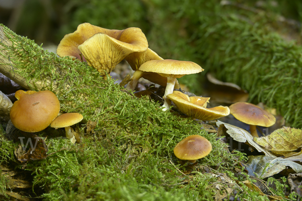 Gemeiner Flämmling (Gymnopilus penetrans)