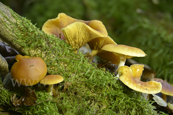 Gemeiner Flämmling (Gymnopilus penetrans)