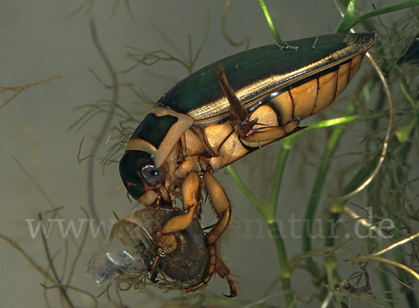 Gemeiner Gelbrandkäfer (Dytiscus marginalis)