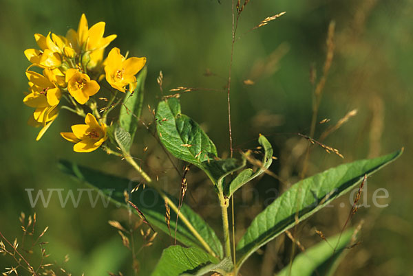 Gemeiner Gilbweiderich (Lysimachia vulgaris)