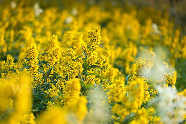 Gemeiner Gilbweiderich (Lysimachia vulgaris)