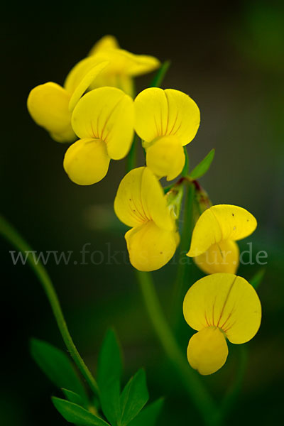 Gemeiner Hornklee (Lotus corniculatus)