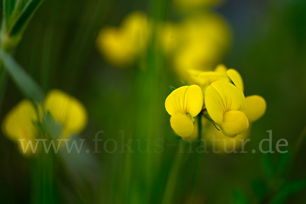 Gemeiner Hornklee (Lotus corniculatus)