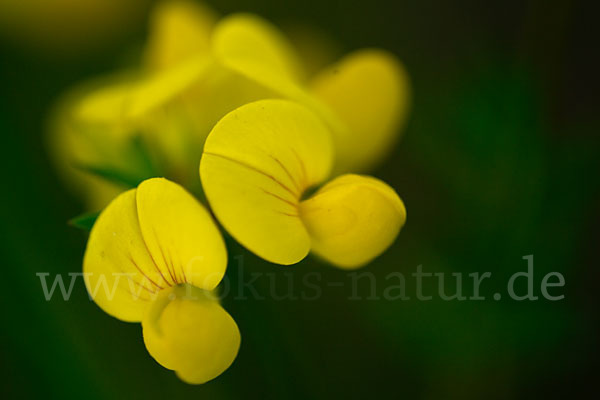 Gemeiner Hornklee (Lotus corniculatus)