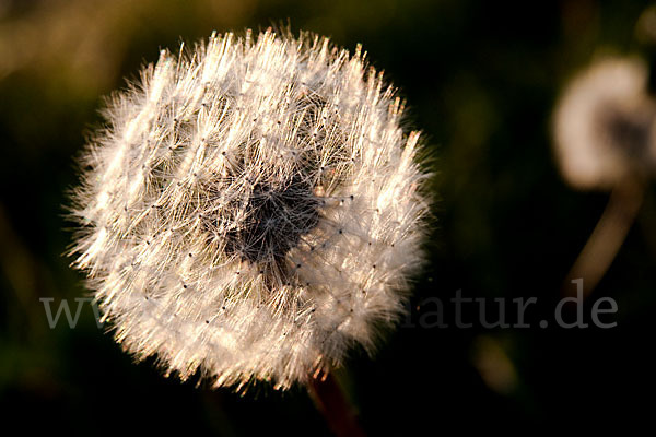 Gemeiner Löwenzahn (Taraxacum officinale agg.)