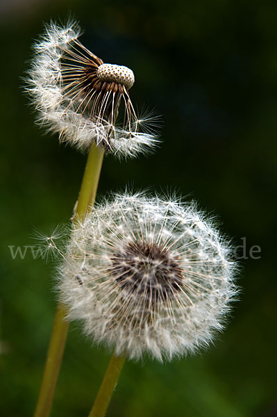 Gemeiner Löwenzahn (Taraxacum officinale agg.)