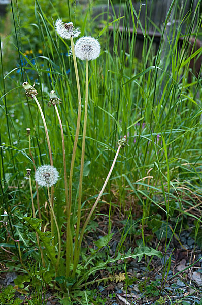 Gemeiner Löwenzahn (Taraxacum officinale agg.)