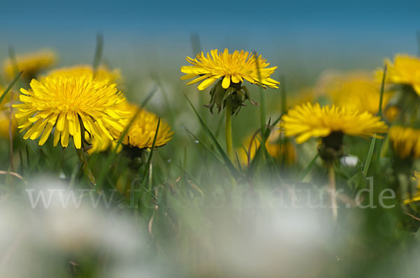 Gemeiner Löwenzahn (Taraxacum officinale agg.)