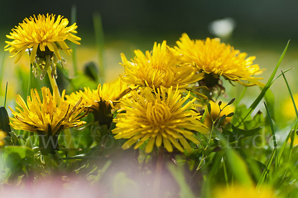 Gemeiner Löwenzahn (Taraxacum officinale agg.)