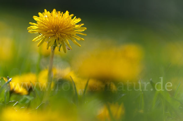 Gemeiner Löwenzahn (Taraxacum officinale agg.)