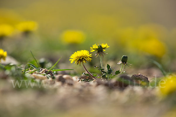 Gemeiner Löwenzahn (Taraxacum officinale agg.)