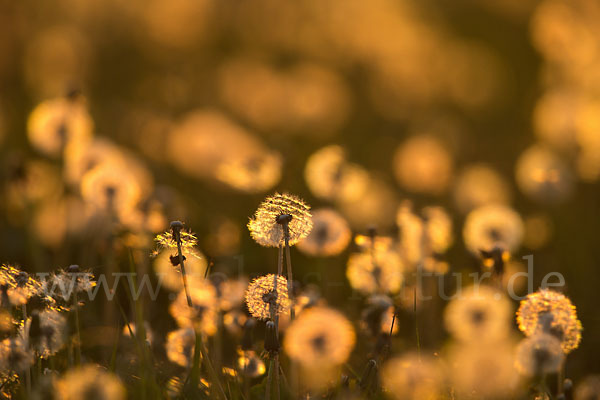 Gemeiner Löwenzahn (Taraxacum officinale agg.)