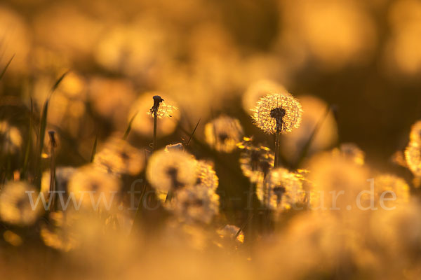 Gemeiner Löwenzahn (Taraxacum officinale agg.)