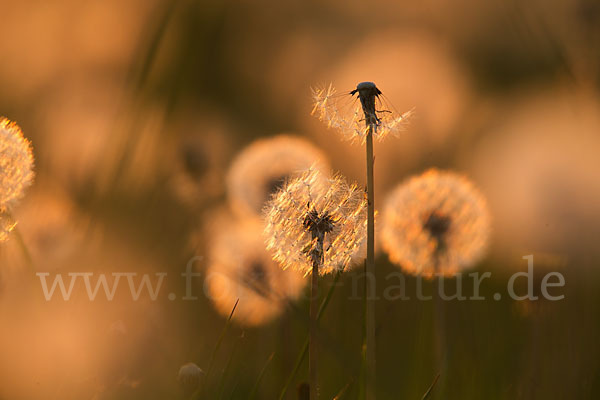 Gemeiner Löwenzahn (Taraxacum officinale agg.)