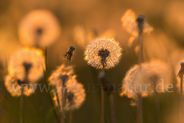 Gemeiner Löwenzahn (Taraxacum officinale agg.)