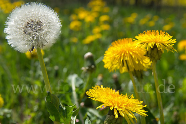 Gemeiner Löwenzahn (Taraxacum officinale agg.)