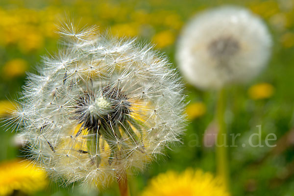 Gemeiner Löwenzahn (Taraxacum officinale agg.)