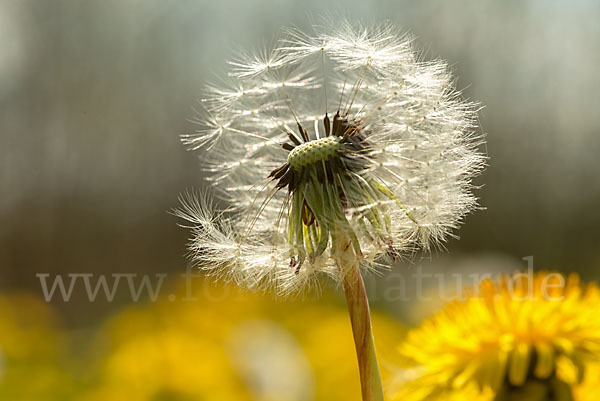 Gemeiner Löwenzahn (Taraxacum officinale agg.)