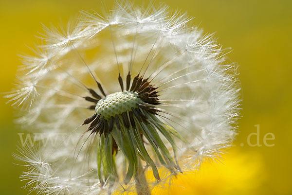 Gemeiner Löwenzahn (Taraxacum officinale agg.)