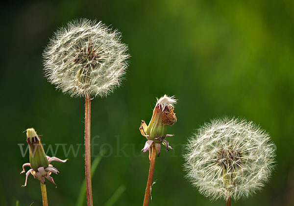 Gemeiner Löwenzahn (Taraxacum officinale agg.)