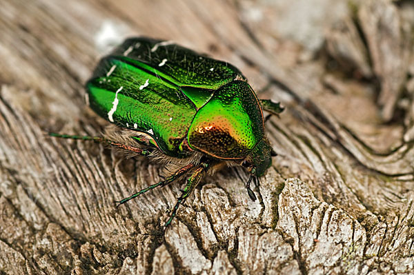 Gemeiner Rosenkäfer (Cetonia aurata)