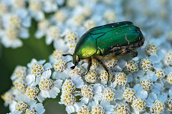 Gemeiner Rosenkäfer (Cetonia aurata)