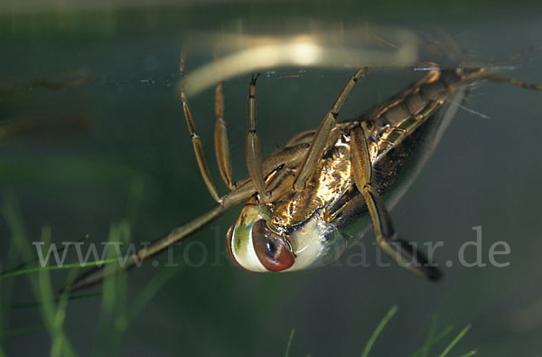Gemeiner Rückenschwimmer (Notonecta glauca)