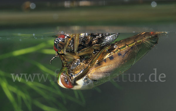 Gemeiner Rückenschwimmer (Notonecta glauca)