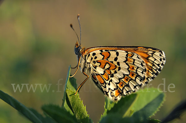 Gemeiner Scheckenfalter (Melitaea cinxia)