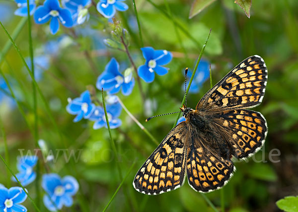 Gemeiner Scheckenfalter (Melitaea cinxia)