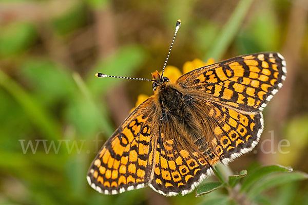 Gemeiner Scheckenfalter (Melitaea cinxia)