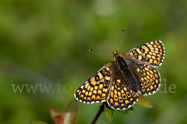 Gemeiner Scheckenfalter (Melitaea cinxia)