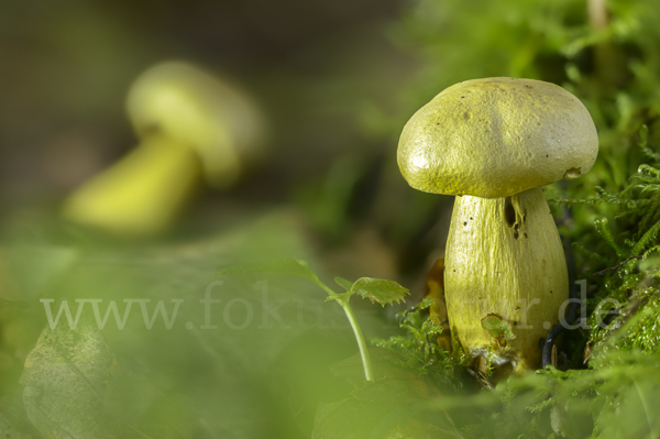 Gemeiner Schwefelritterling (Tricholoma sulphureum)