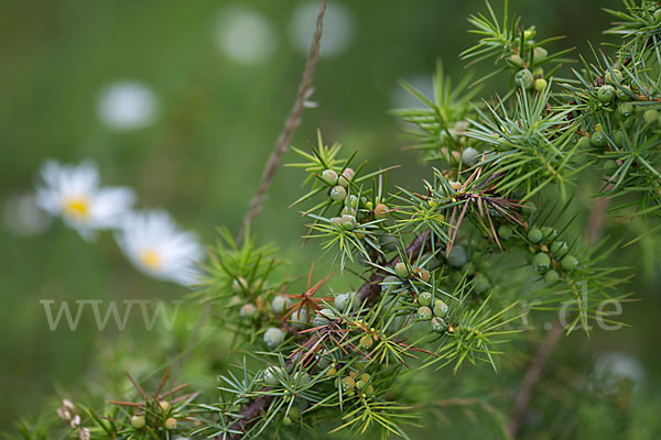 Gemeiner Wacholder (Juniperus communis)