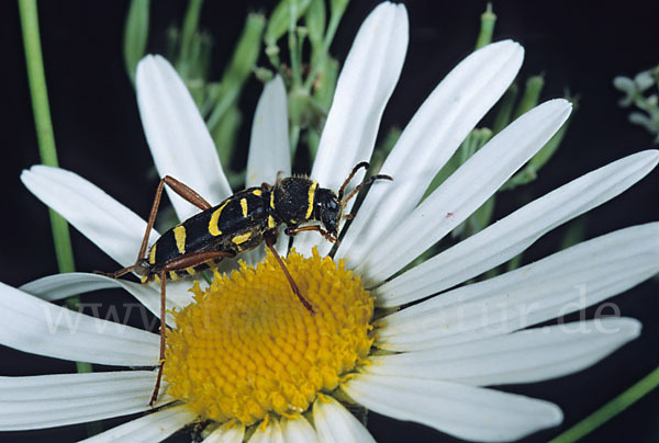 Gemeiner Widderbock (Clytus arietis)