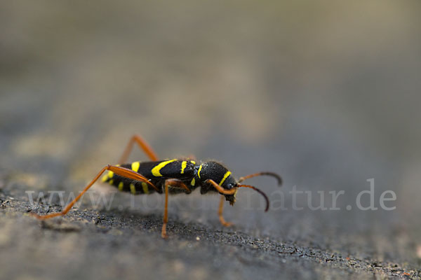 Gemeiner Widderbock (Clytus arietis)