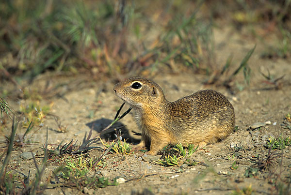 Gemeines Ziesel (Citellus citellus)