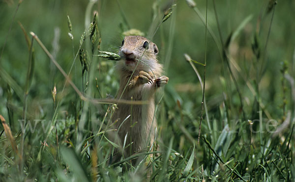 Gemeines Ziesel (Citellus citellus)