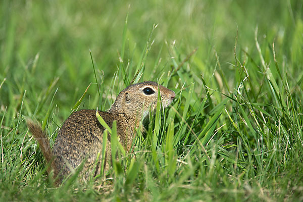 Gemeines Ziesel (Citellus citellus)