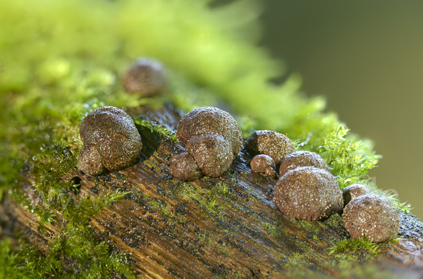 Gestielter Holzkohlenpilz (Daldinia fissa)