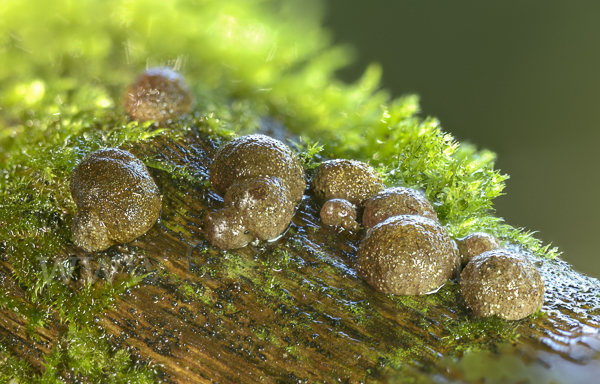 Gestielter Holzkohlenpilz (Daldinia fissa)