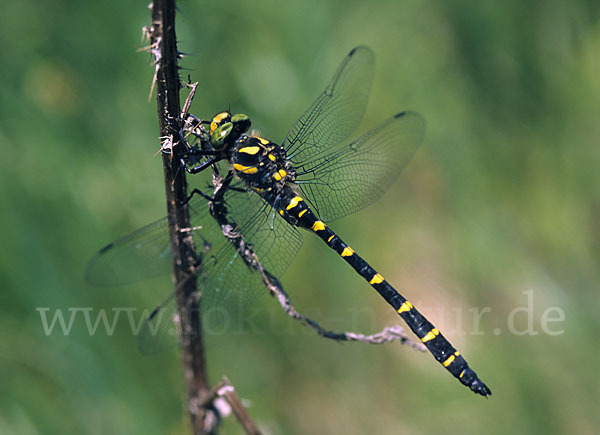 Gestreifte Quelljungfer (Cordulegaster bidentata)