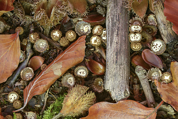 Gestreifter Teuerling (Cyathus striatus)